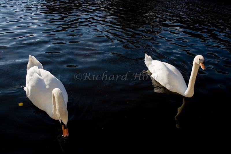 pair of swans.jpg